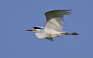 Great white egret (Ardea alba)